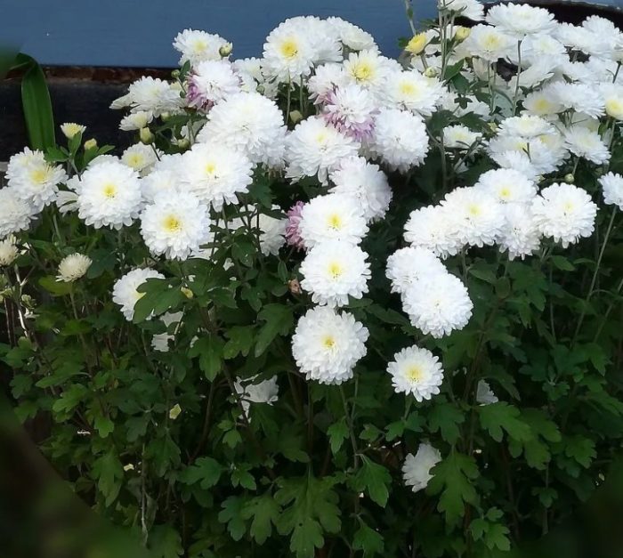 Високи хризантеми