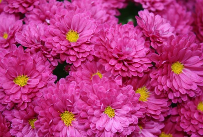 Среден размер на цветето на хризантема