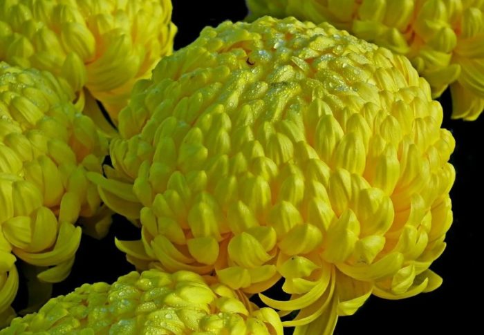 Големи цветя на хризантема