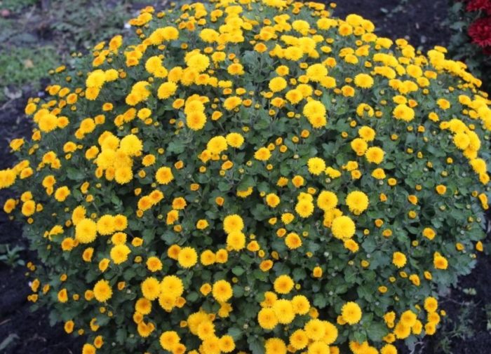 Сорт хризантема Алис