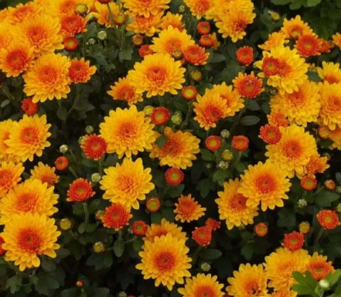 Сорт Алтголд