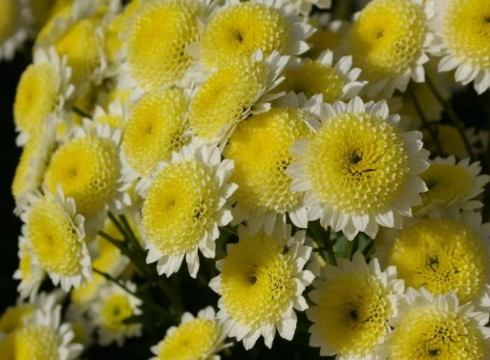 Хризантема анемоне