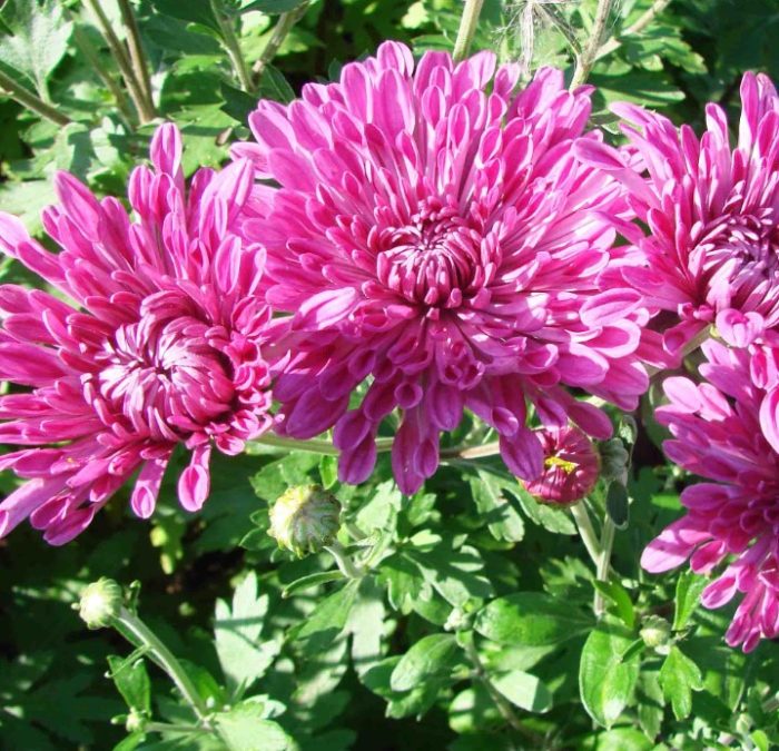 Хризантема Анна Ярославна