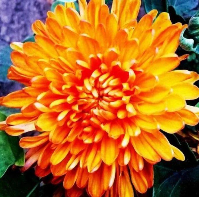 Златен оранжев сорт