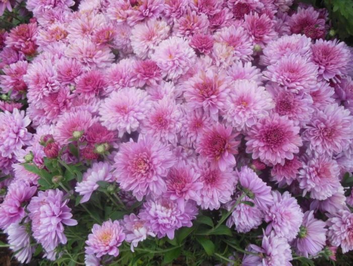 Разнообразие Арес