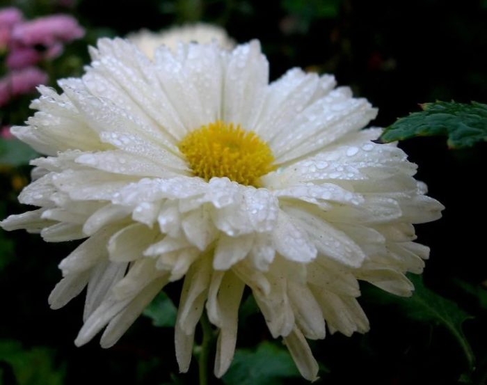 Сорт хризантема Ариел