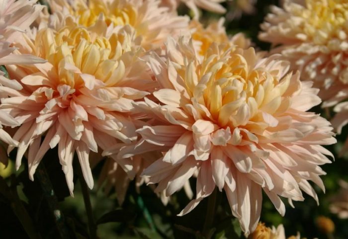 Сорт хризантема Авиньон