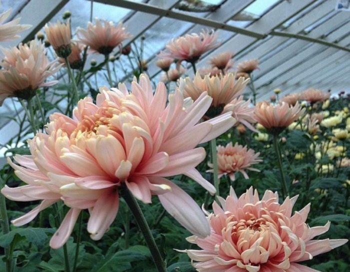 Сорт хризантема Авиньон Пинк