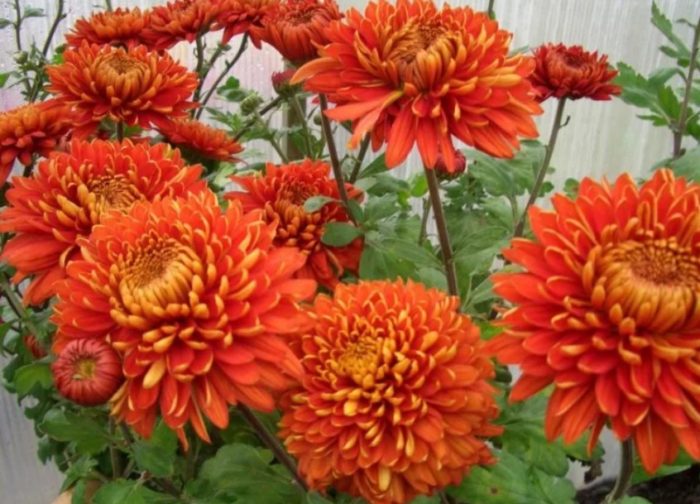 Сорт хризантема Аврора