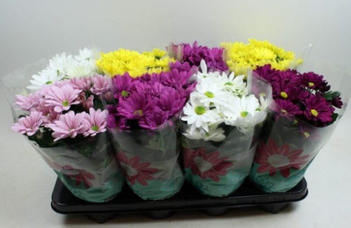 Разнообразие Бакарди