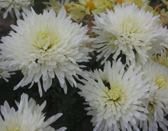 Хризантема Бяла нощ