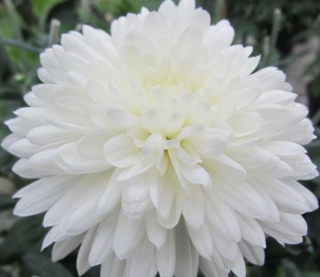 Полярната мечка е непретенциозен сорт