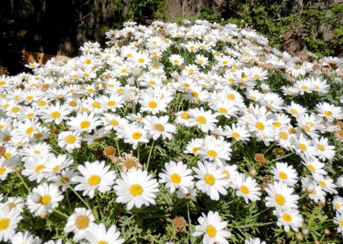 Блатна хризантема сорт Сноуленд