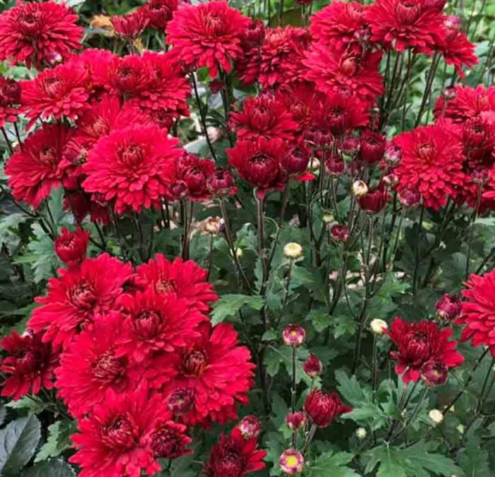 Сорт Червона калина