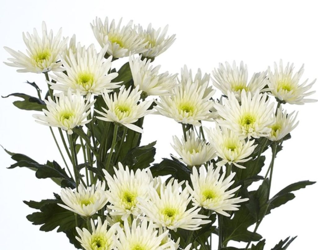 Сорт Делиана