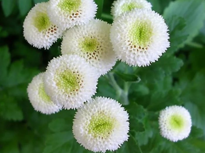 Chrysanthemum maidenhair Schneebal
