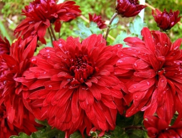 Сорт Дипломат