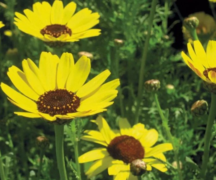 Сорт Елдорадо