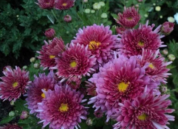 Хризантема Фантазия