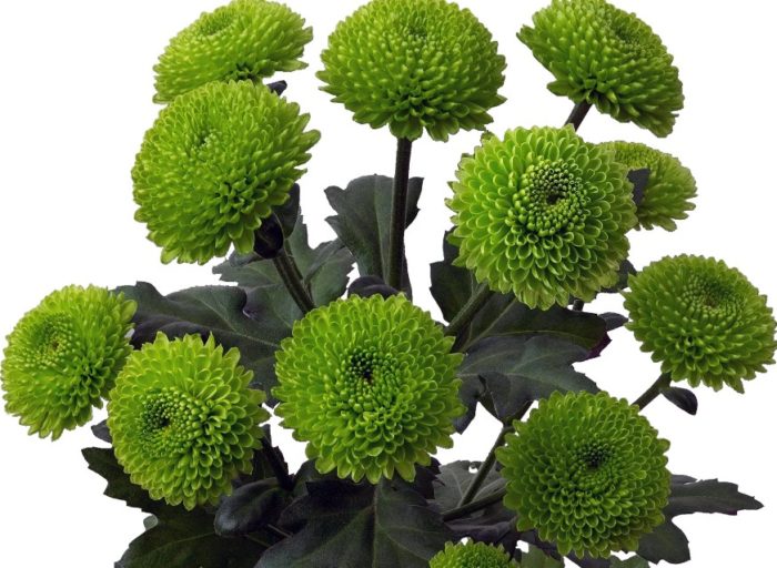 Сорт Филин Грийн