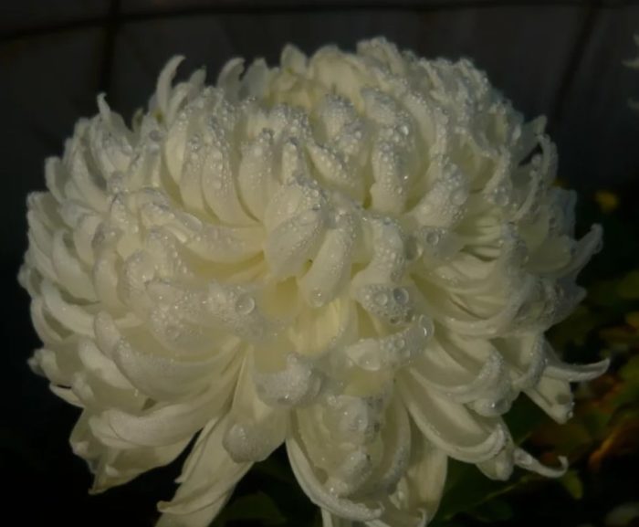 Разнообразие от газели