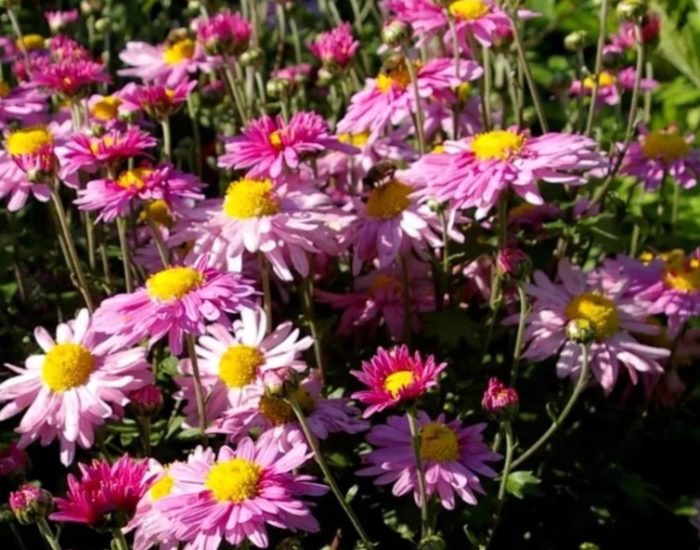 Хризантема Хебе