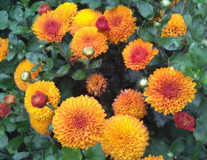 Сорт хризантема Гир Гар