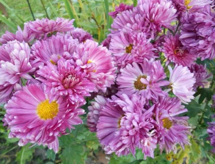 Карнавално разнообразие