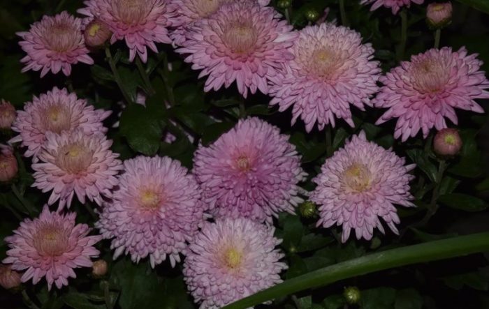 Сорт Касандра Розов