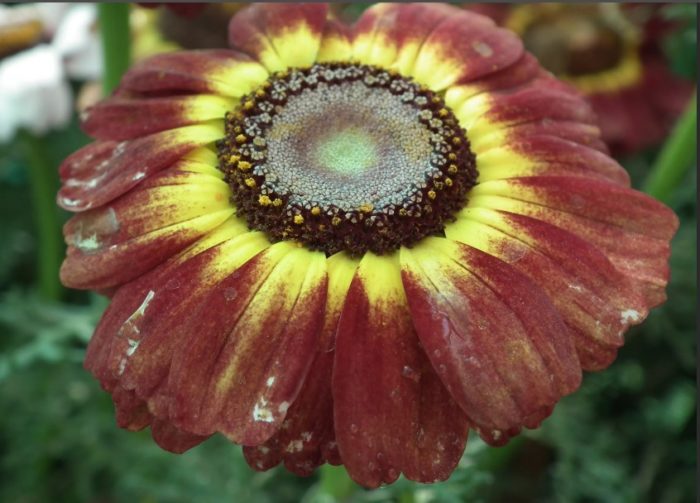 Сорт Фламенщал