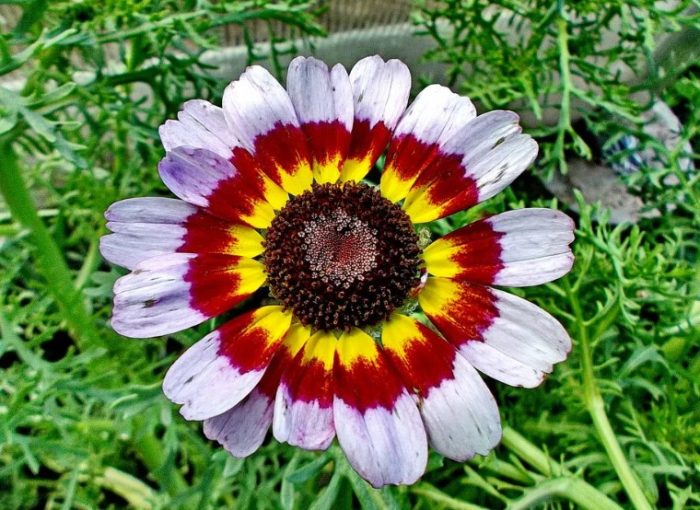 Разнообразие Брайт Ай