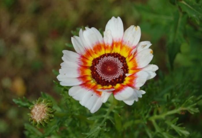 Килеста хризантема