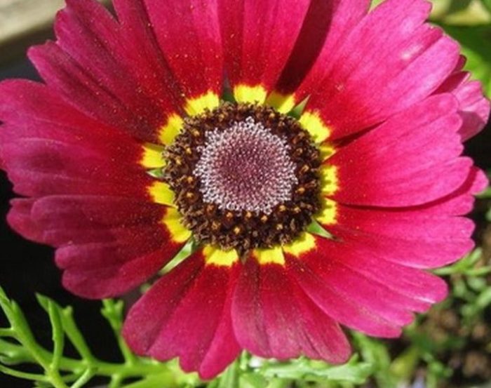 Разнообразие от атроцениум