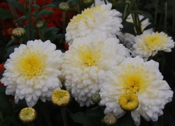 Разнообразие от Елън Уайт