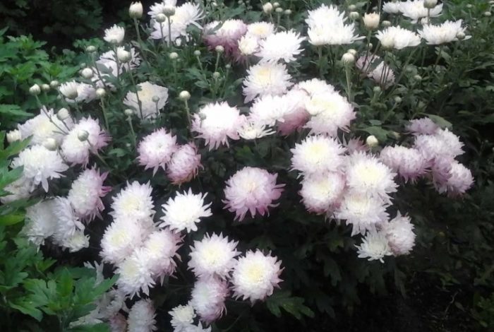 По-странно разнообразие