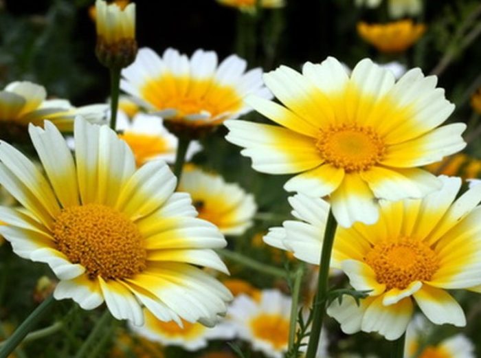 Сорт Нордстерн