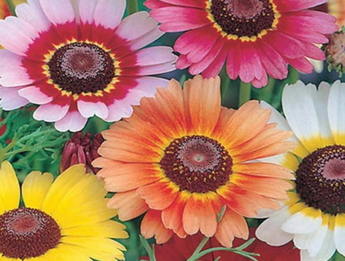 Сорт хризантема Рейнбоу