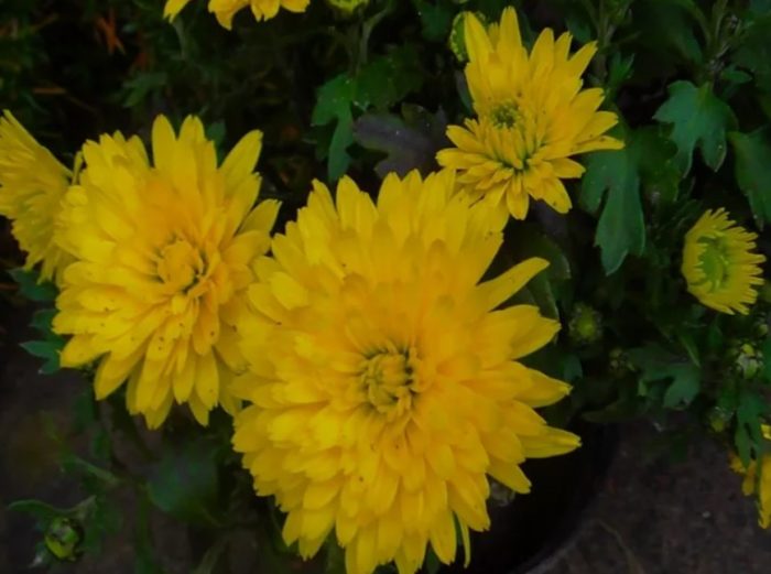 Сорт Солнишко