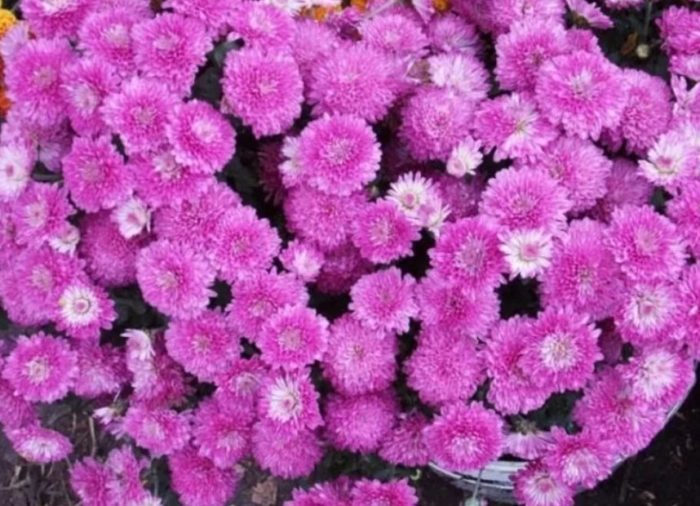 Сорт Маргарита