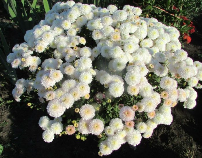 Разнообразие от перли