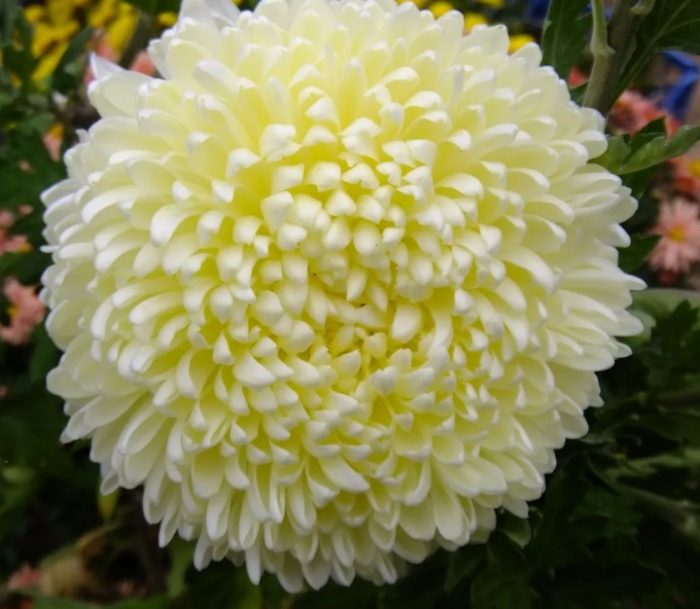 Кремаво жълт сорт