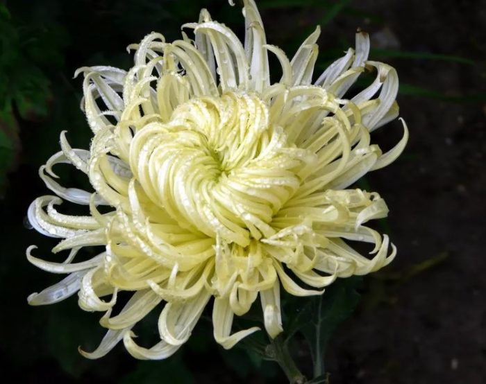 Къдрава хризантема