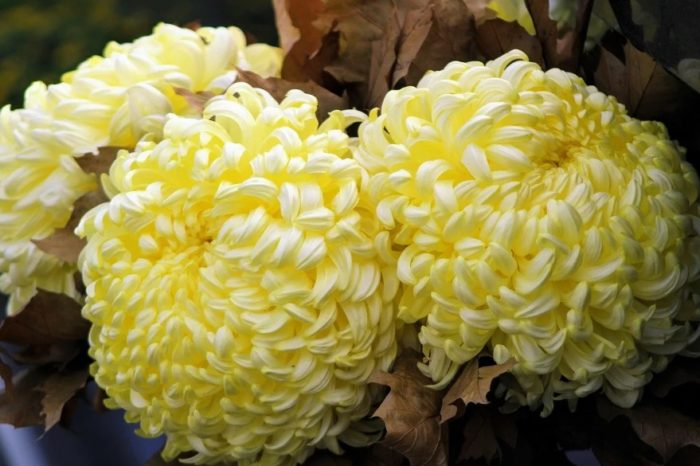 Махрова хризантема