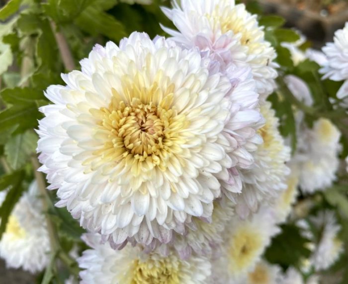 Двойни цветове с извита форма