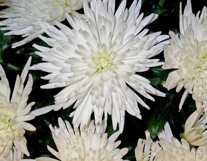 Двойна плоска хризантема