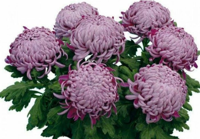 Сферични съцветия