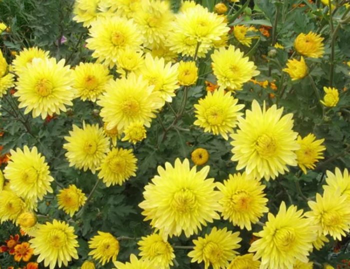 Лимонена хризантема без аромат