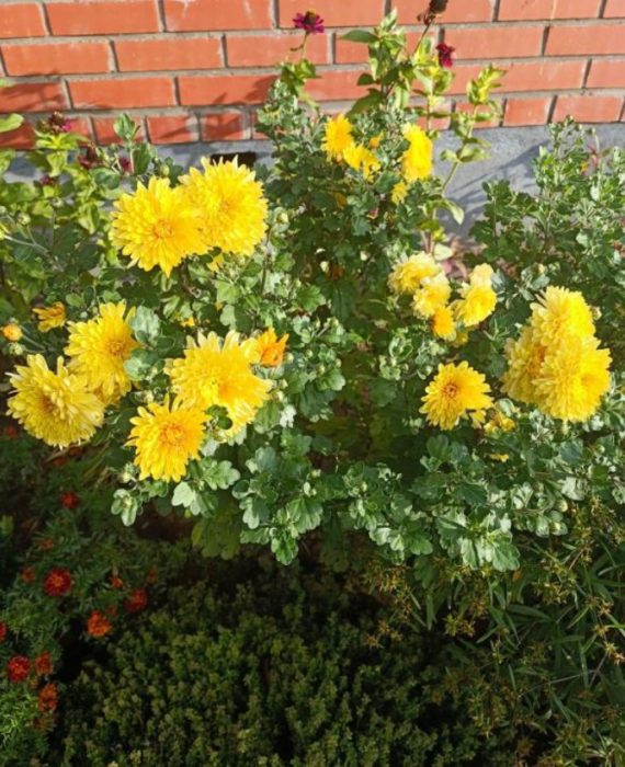 Жълти хризантеми до стената