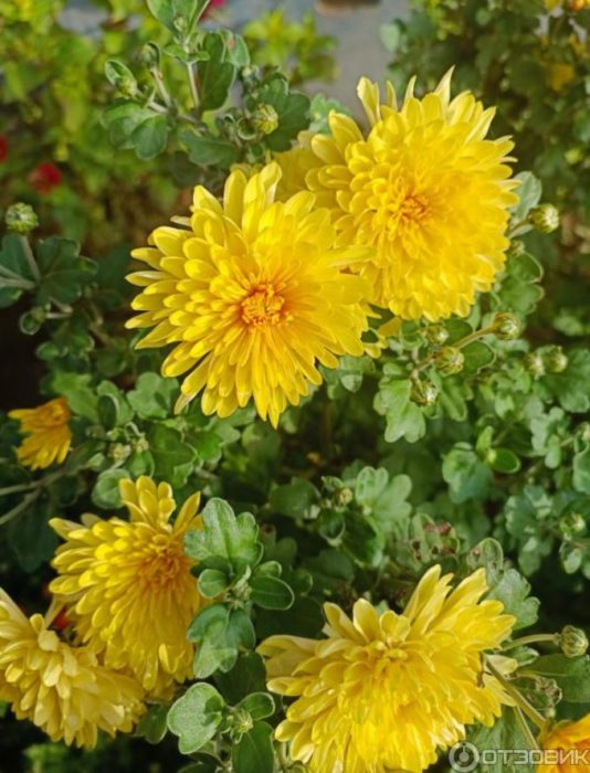 Ярко жълти хризантеми