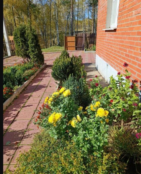 Хризантеми до стената